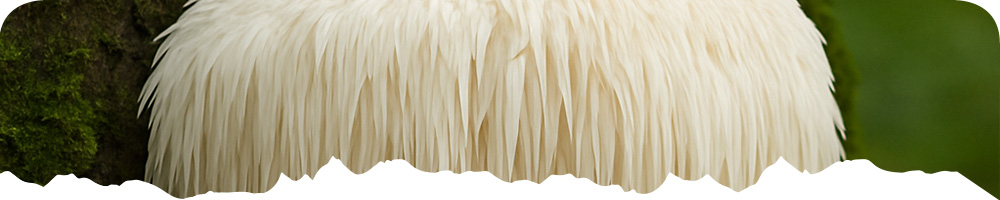 houby_banner_produkt2